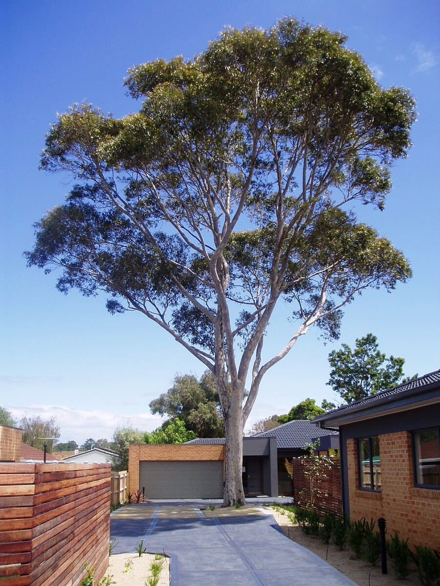 The Spotted Gum above the newly finished driveway in February 2006, with a full but noticeably smaller crown than in 2026.