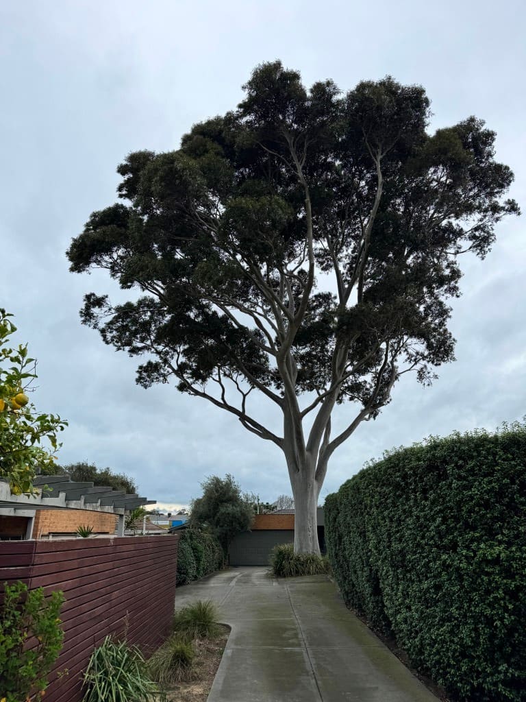 A mature Spotted Gum with a full crown standing over a concrete driveway, photographed in July 2026.